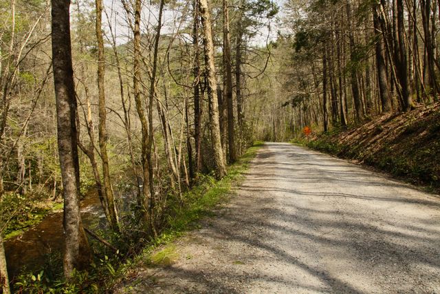 GSM_Cataloochee -- Old NC 284 (road between Cataloochee and Big Creek) 