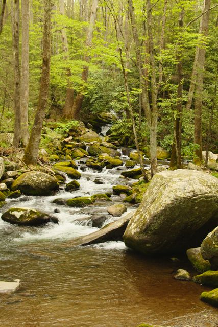 Cosby Creek (upper end)