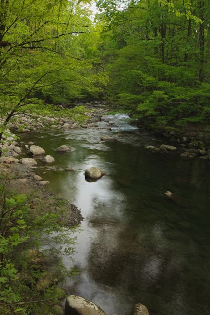 GSM_Greenbriar -- Middle Fork (Left side) - Pigeon River