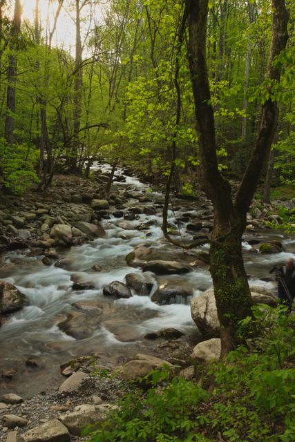 GSM_Greenbrier -- Middle Fork - Pigeon River 