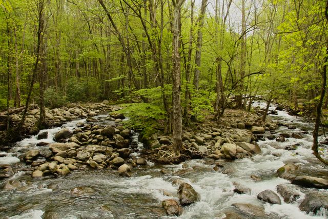 GSM_Greenbrier -- Middle Fork (both sides) - Pigeon River