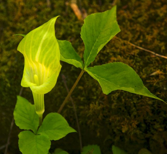 GSM_RoaringFork -- Jack-in-pulpit 