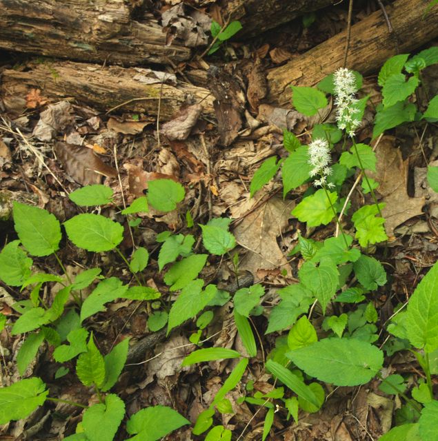 GSM_RoaringFork -- Small white flowers