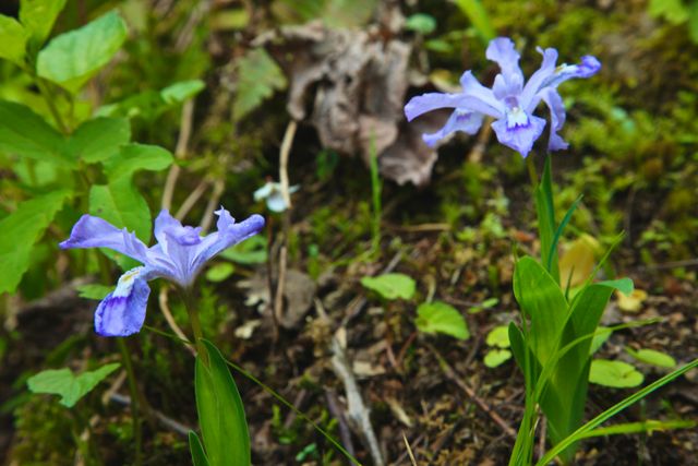 GSM_Roaring Fork -- Close-up of Iris group