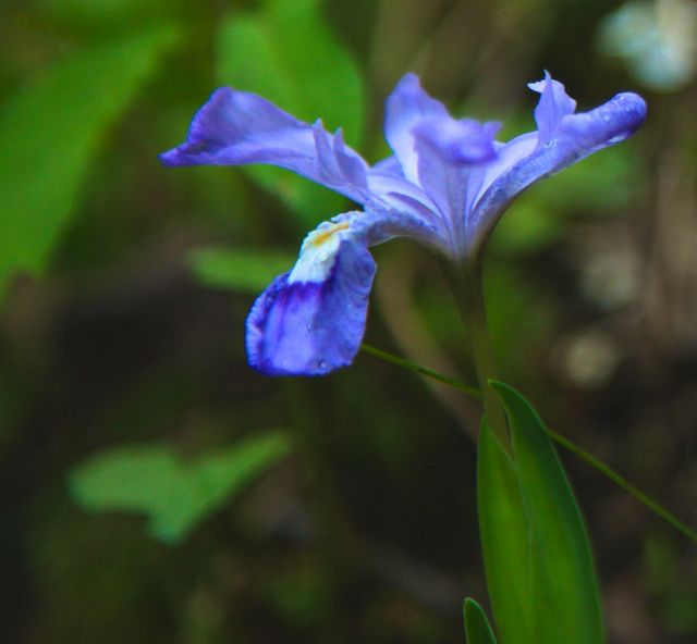 GSM_RoaringFork -- Close-up of Iris