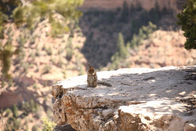 Wildlife in the canyon