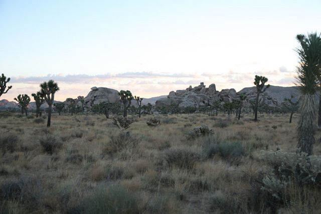 Rock piles with Joshua Trees in the Foreground