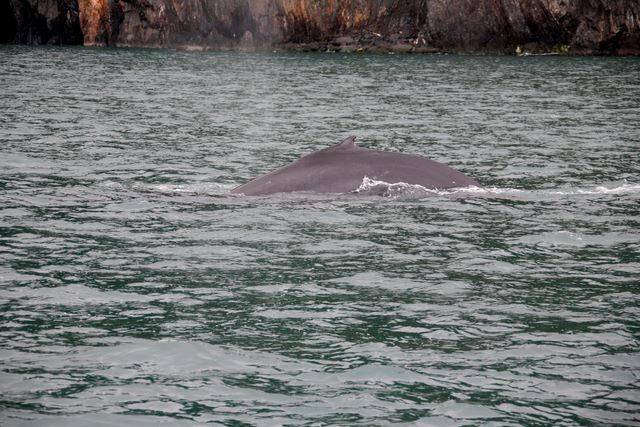 Humpback Whale 