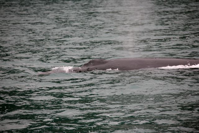 Humpback Whale 