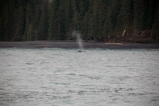 Humpback Whale 