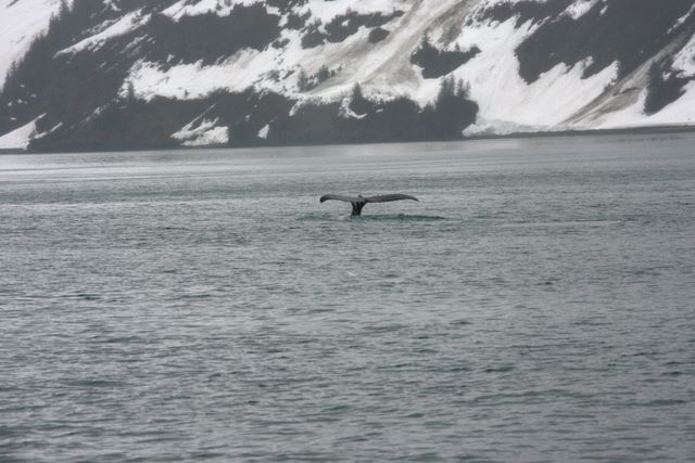 Humpback Whale - diving