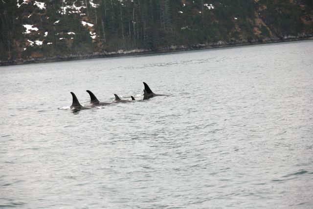 Pod of Killer Whales