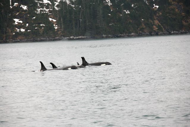 Pod of Killer Whales