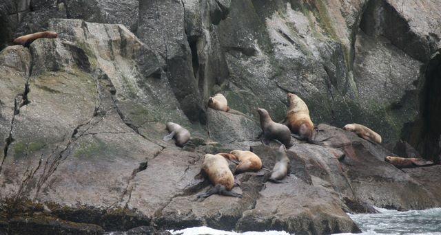 Sea Lions 