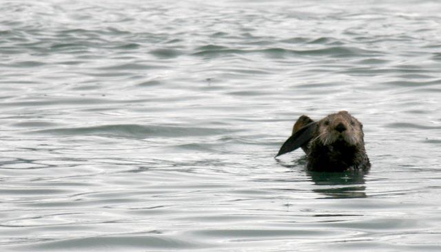 Sea Otter 