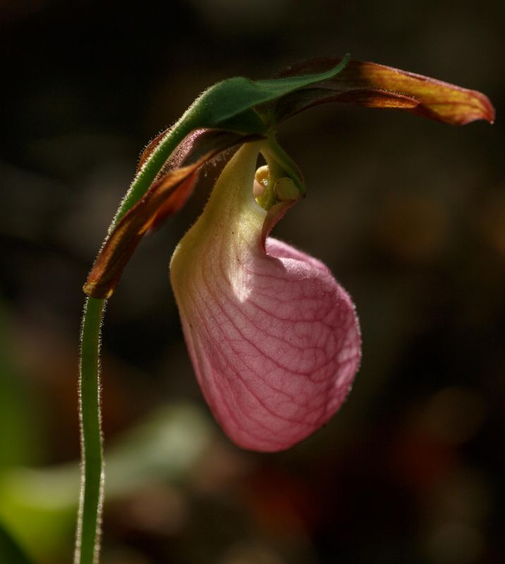 Lady Slippers 