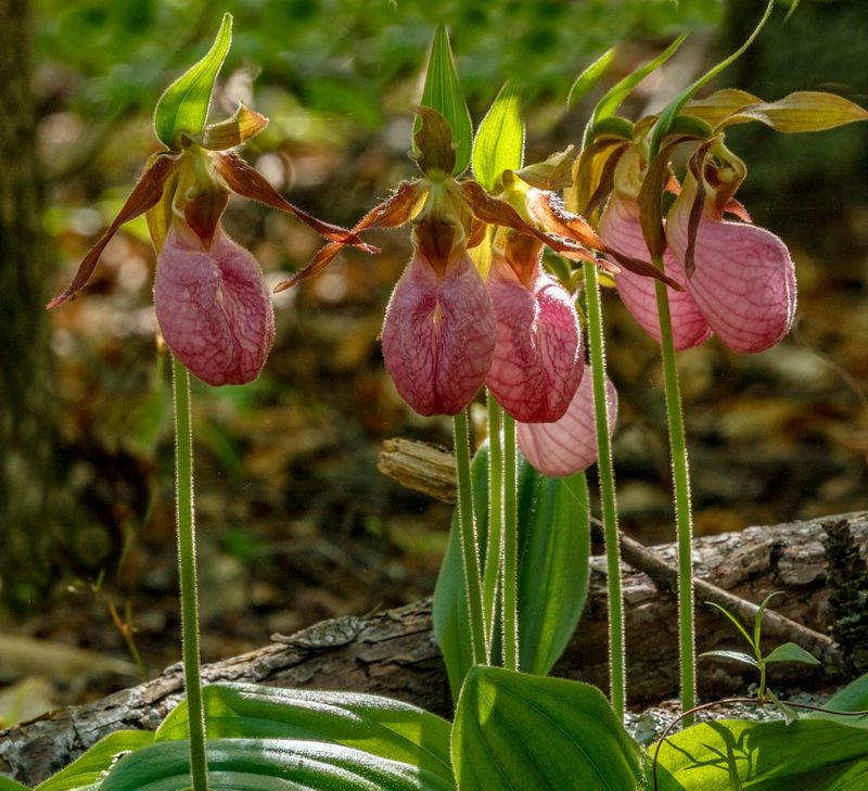 Lady Slippers 
