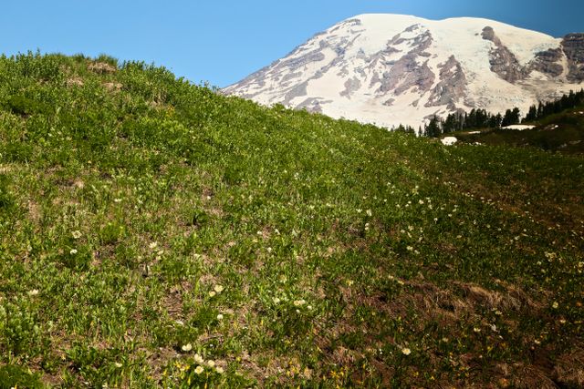 Mt Rainier -- Summer Flowers 