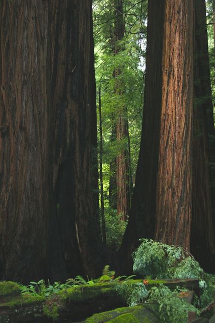 Giant Redwoods 