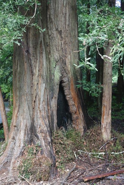 Hollow hole in Red Wood Tree