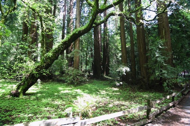 Old Growth Forest 