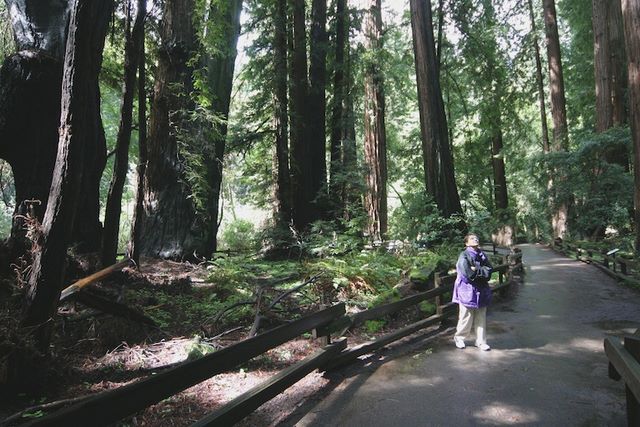 400 to 800 Year Old Redwood Trees