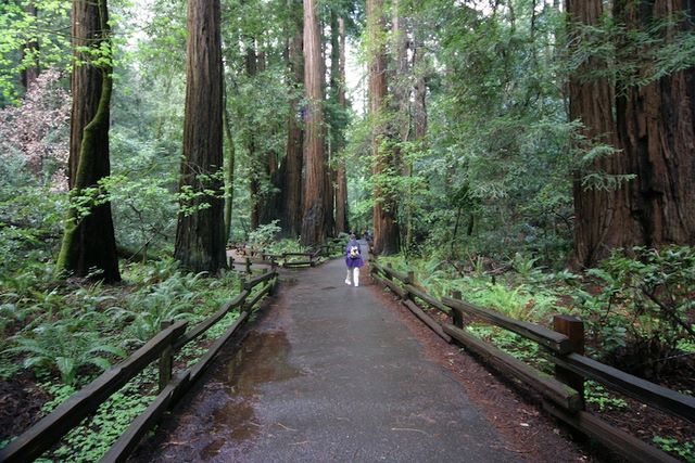 One of the paved trails in Muir Woods 