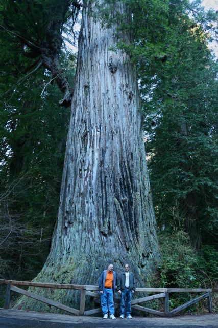 Big Tree - Circumference 68 ft / Estimated age 1500 years