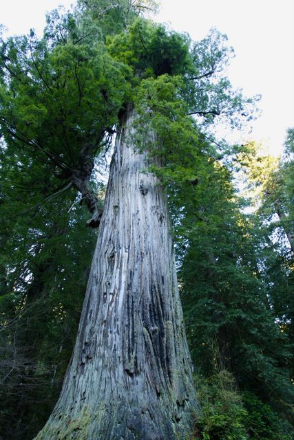 Giant Redwood - over 300 ft tall 