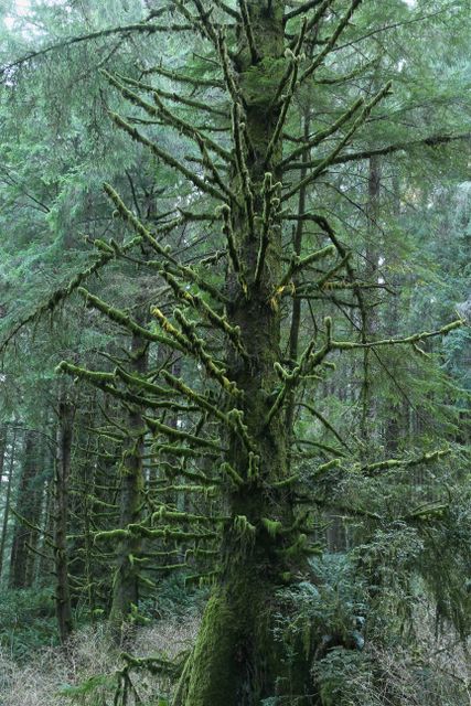 Dead Redwood Tree covered in moss