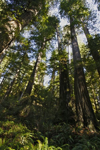 Giant old Redwoods Grove 