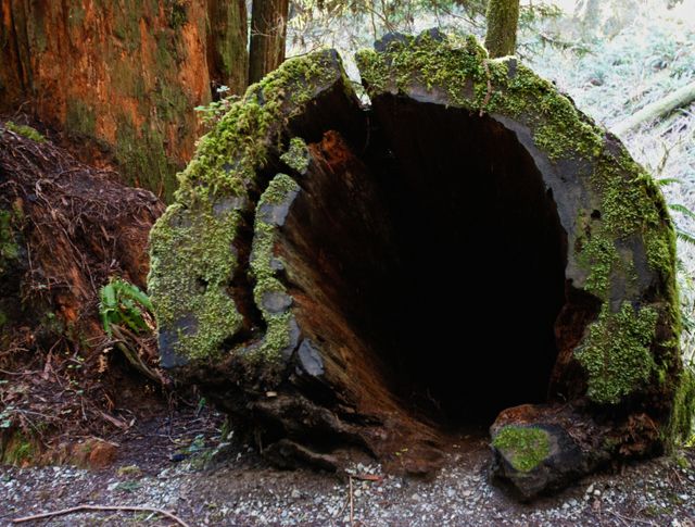 Hollowed Out Redwood Tree 