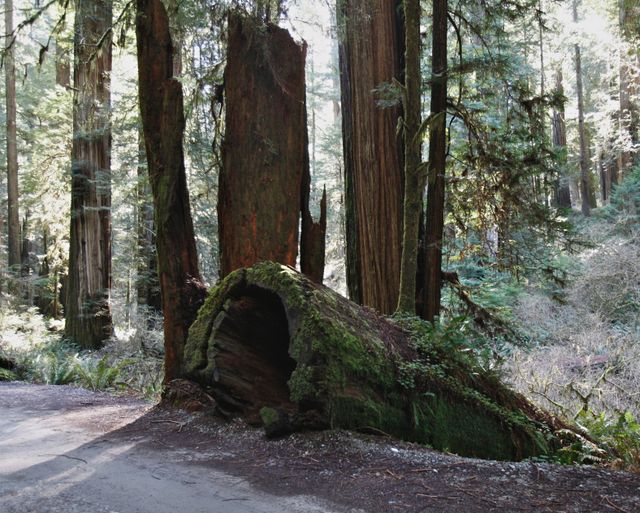 Fallen Redwood Tree