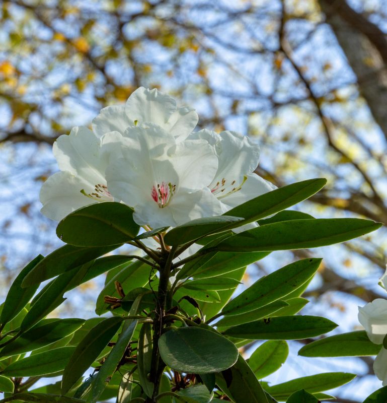 White Rhododendrons 