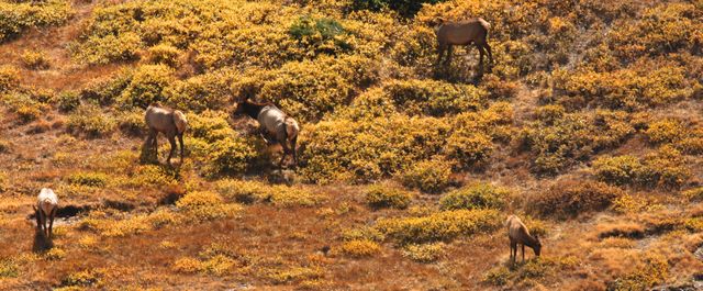 Female Elks 