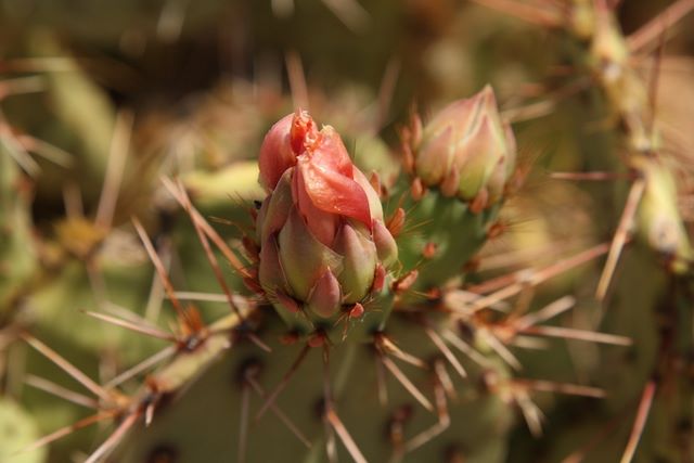 Prickly Pear cactus flower 