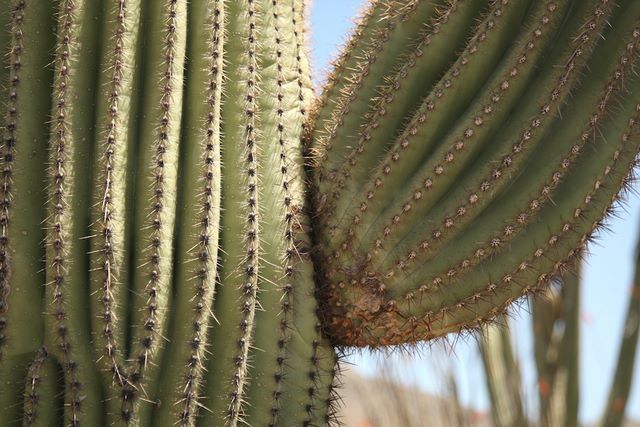 Cactus arm 