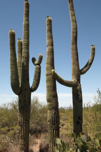 Saguaro cacti (75 - 100 years old)