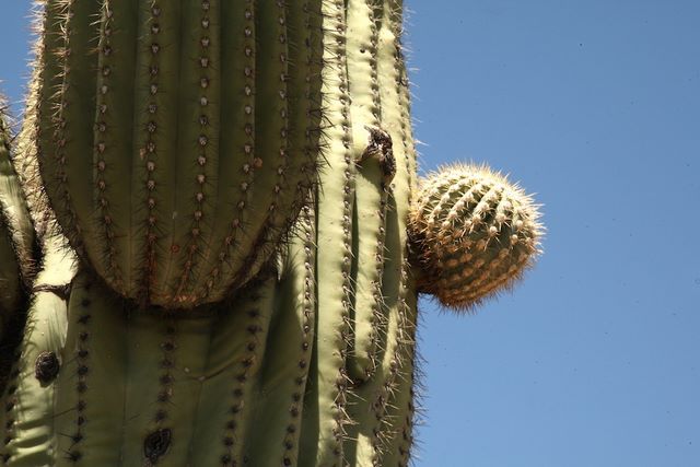 Saguaro Cactus - starting to new arm 