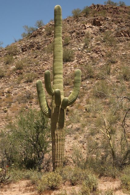 Saguaro Cactus 