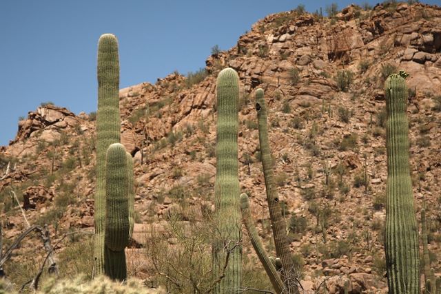 Saguaro Cactus (30 years old) 
