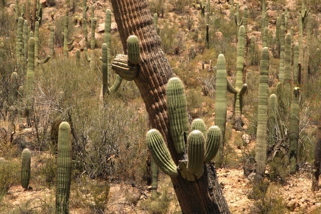 Saguaro cacti - old (150 years) and young