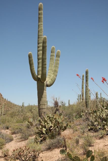 Saguaro Cactus (100+ years old) 