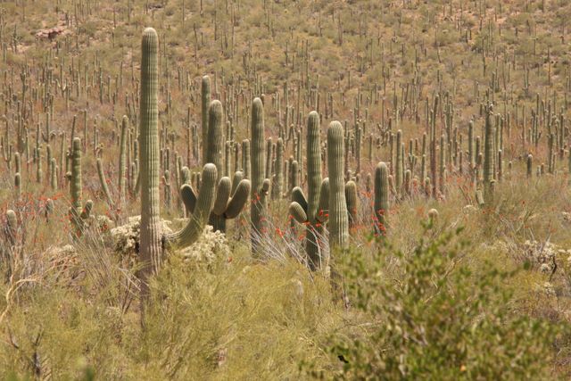Saguaro Cacti 