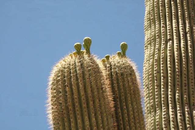 Saguaro cacti - flower buds 