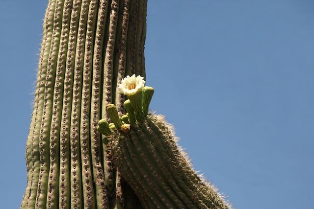 Saguaro cacti - flowering