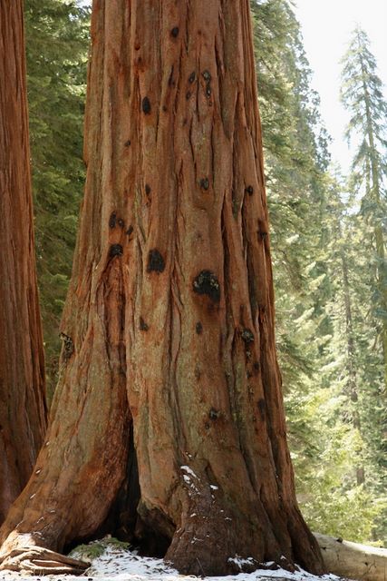 Sequoia in Giant Forest 