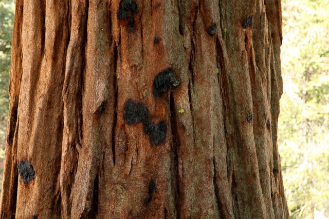 Bark of a Sequoia 