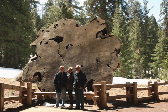 A slice of sequoia history