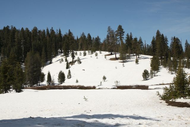 Snowy Meadow 